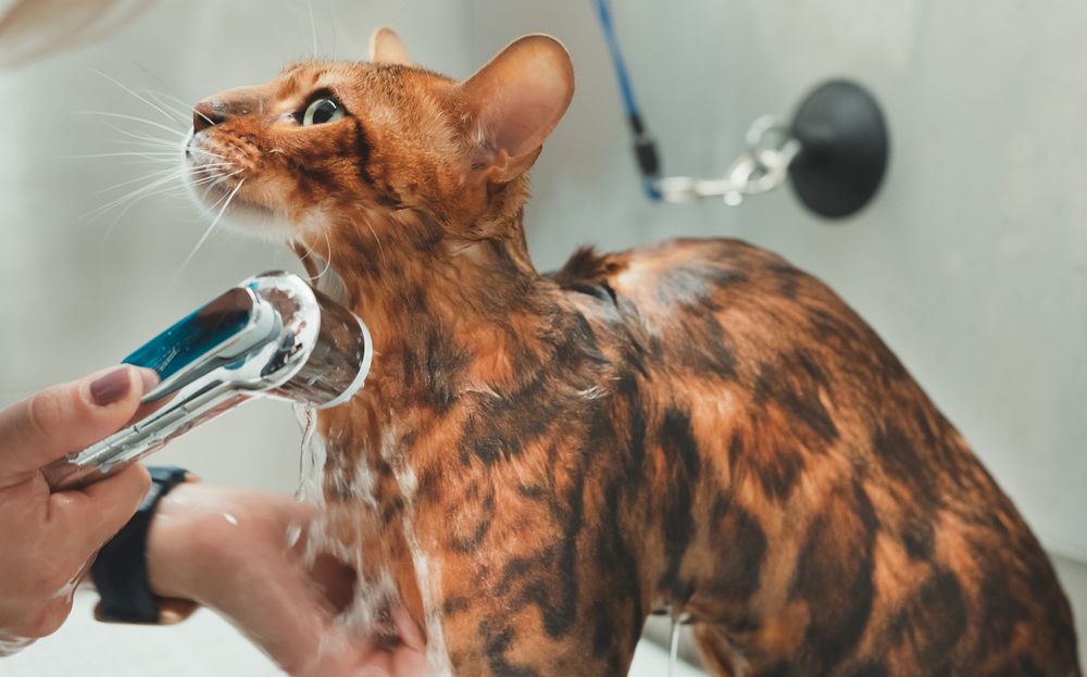 cat shampoo