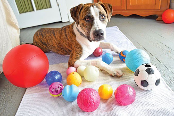 dog ball