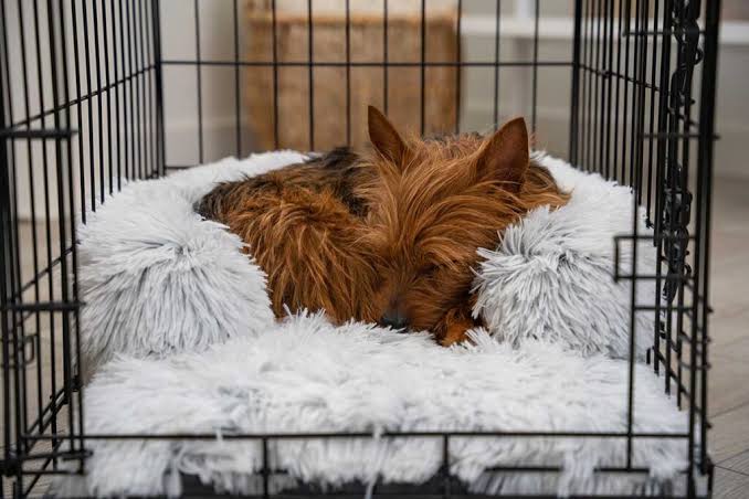 dog beds for dog crates
