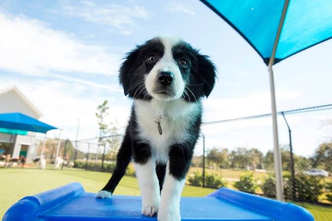 pet paradise fort myers