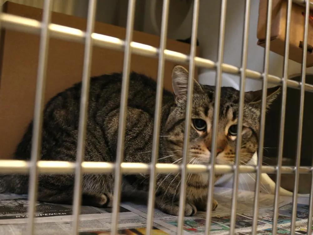 ottawa humane society