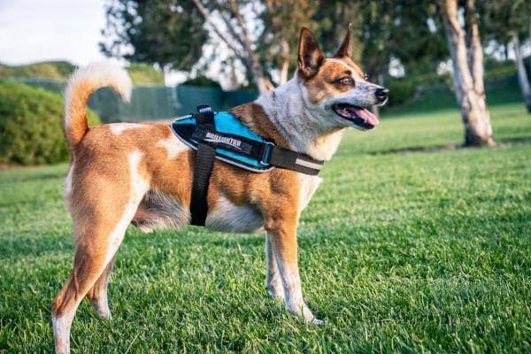 k9 harnesses for dogs