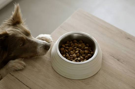 anallergenic dog food
