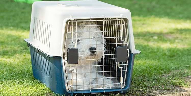 dog cage for traveling