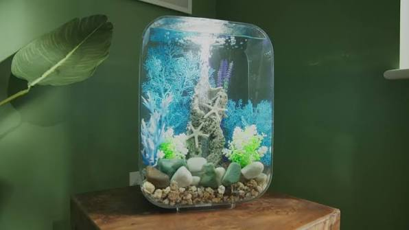 biOrb Fish Tank Is the Famous Orb Worth It in 2026