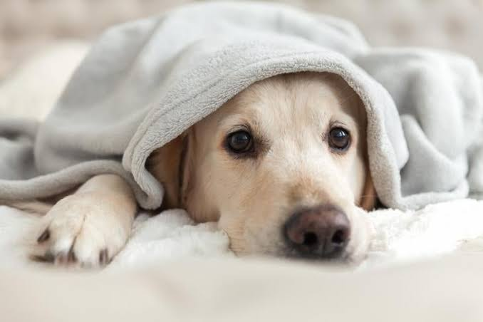 dog blankets for dogs