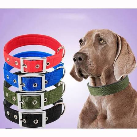 Dog Pet Collar Guide 2026 How to Pick the Right One