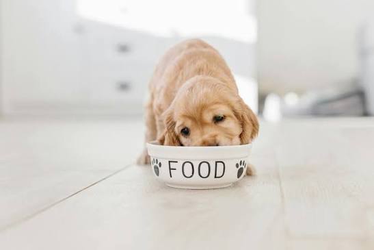 wet puppy food