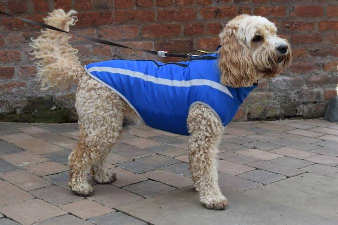 dog jackets for harness